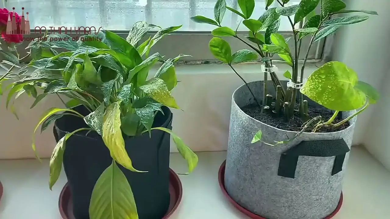 Xanh hóa không gian sống với Túi Vải Trồng Cây Xu hướng tiêu dùng thông minh và bền vững