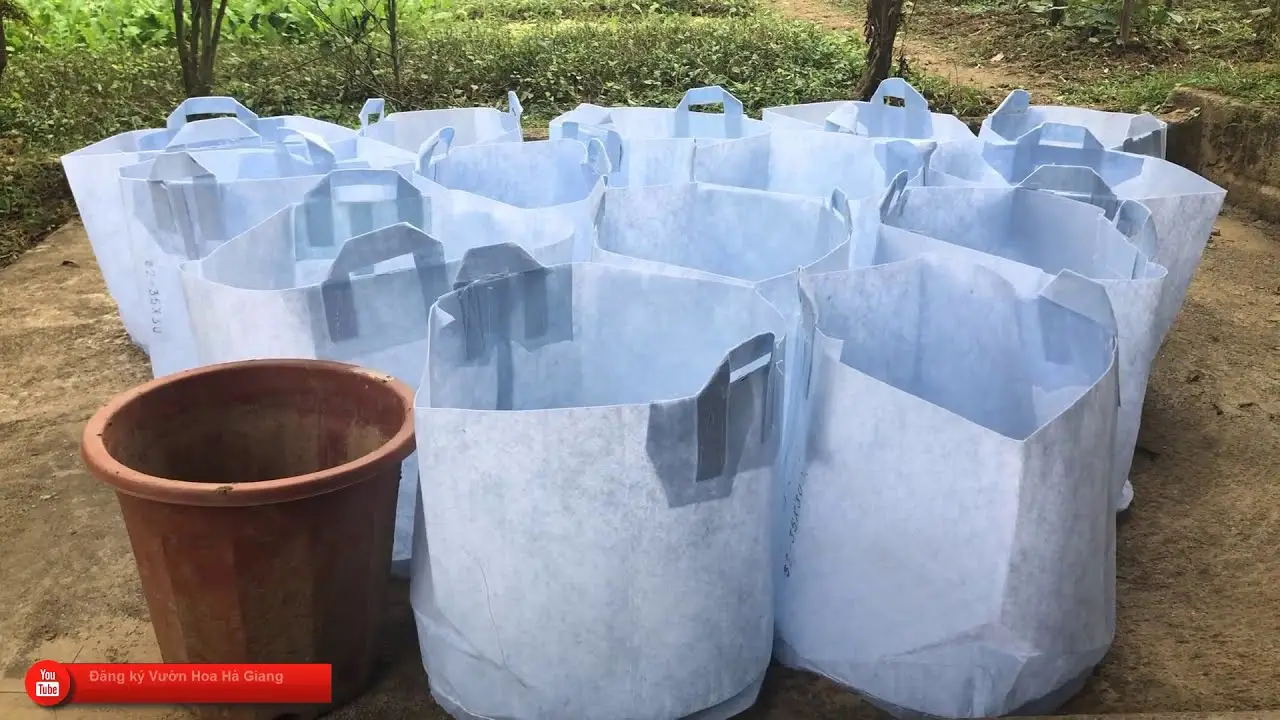 Vườn Xanh Thân Thiện Môi Trường với Chậu Vải Trồng Cây