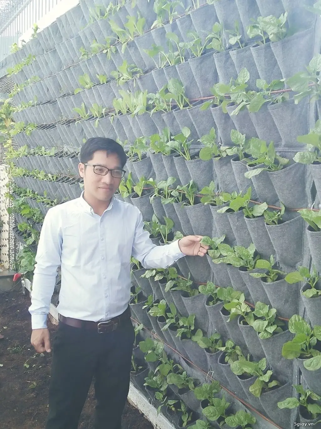 Túi trồng cây treo tường