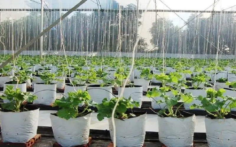 Vải địa kỹ thuật trồng cây - Tạo không gian xanh bảo vệ môi sinh