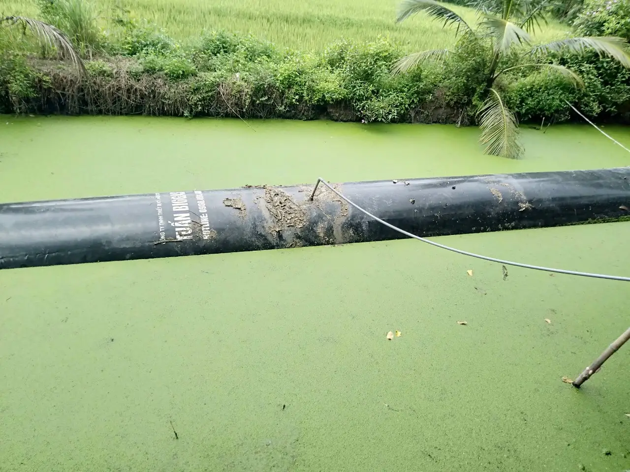 Túi Ủ Biogas HDPE – Hành Trình Hướng Tới Nông Nghiệp Bền Vững