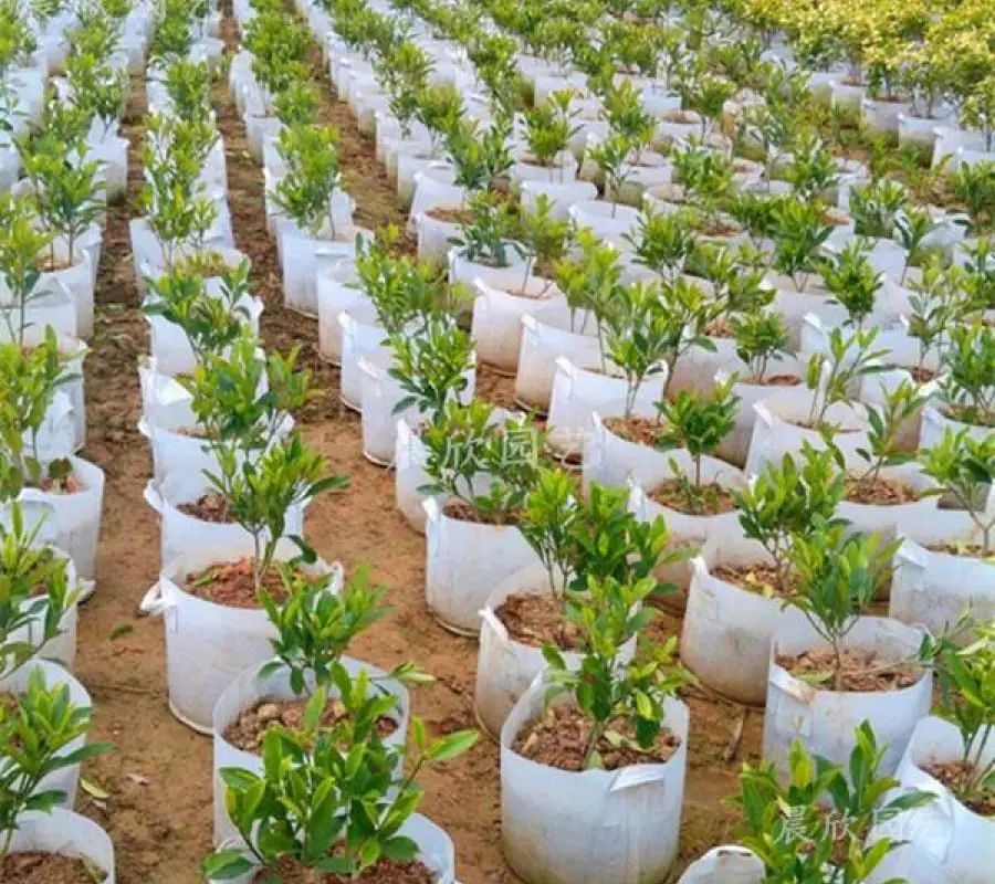 Bán Vải Địa Trồng Cây - Giải Pháp Nông Nghiệp Bền Vững