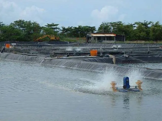 Bạt Lót Ao Tôm - Bí Quyết Nuôi Tôm Bền Vững Thời Hiện Đại