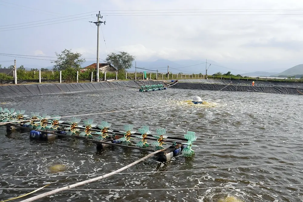 Bạt Lót Ao Tôm - Bí Quyết Nuôi Tôm Bền Vững Thời Hiện Đại