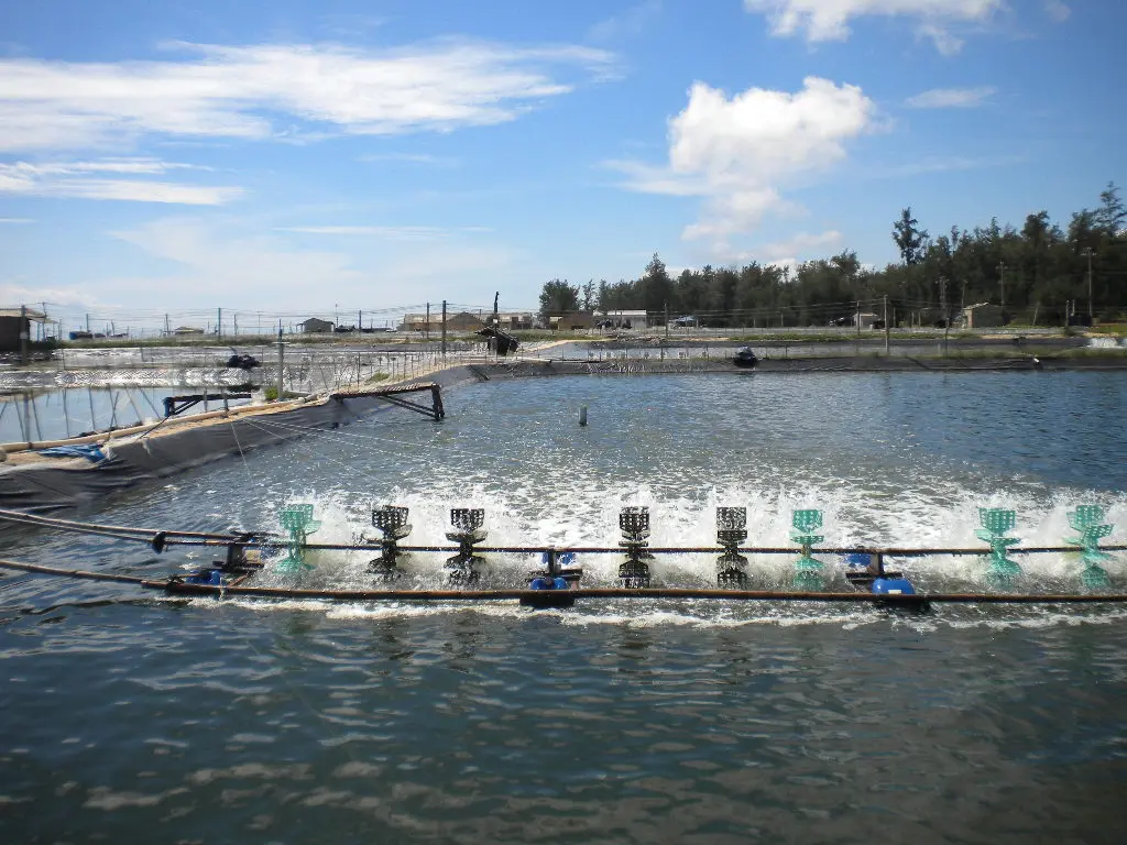 Bạt Lót Ao Tôm - Bí Quyết Nuôi Tôm Bền Vững Thời Hiện Đại