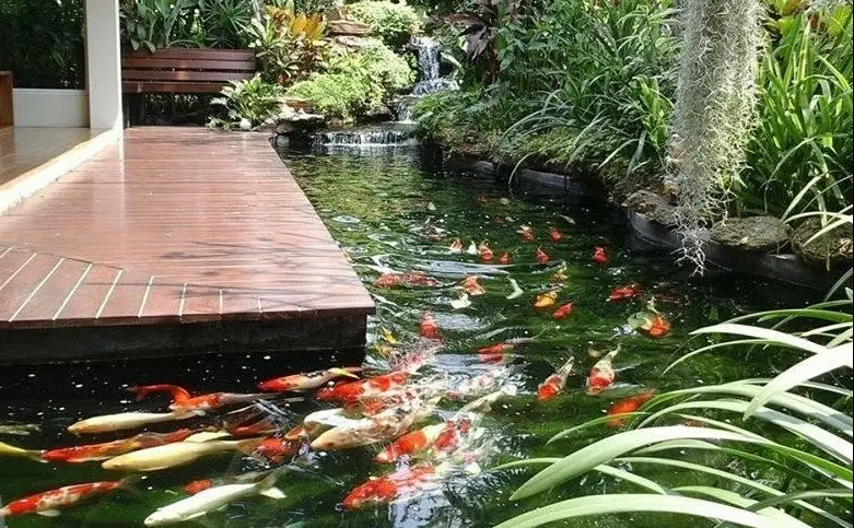 Bạt Lót Bể Cá - Bí Quyết Vàng Cho Thủy Sản Phát Triển Bền Vững