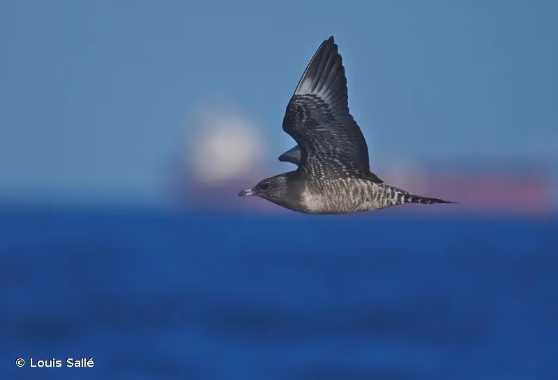 Photo de : Labbe à longue queue - © Louis Sallé