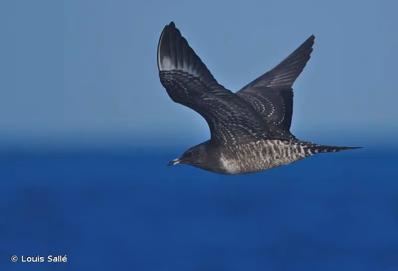 Photo de : Labbe à longue queue - © Louis Sallé