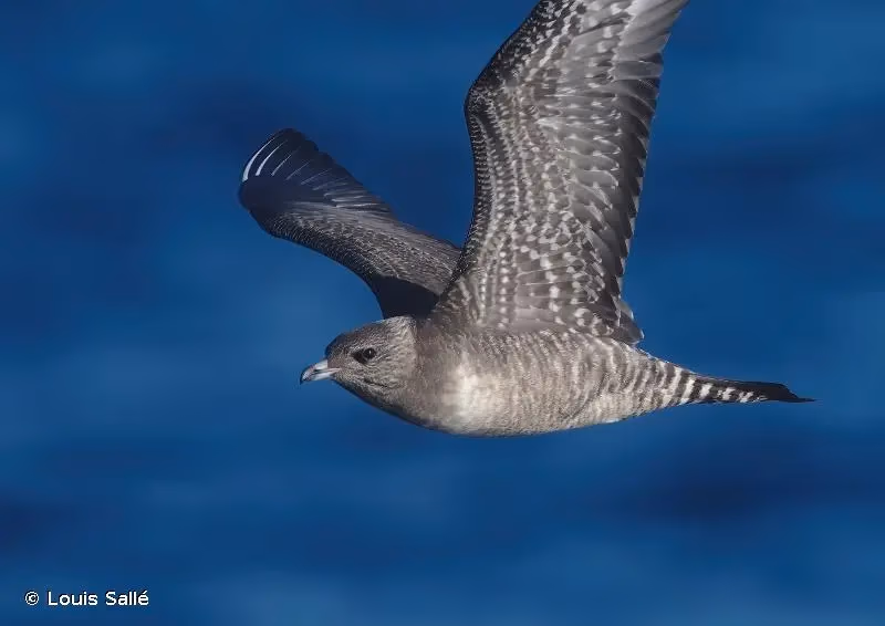 Photo de : Labbe à longue queue - © Louis Sallé