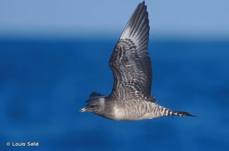 Photo de : Labbe à longue queue - © Louis Sallé