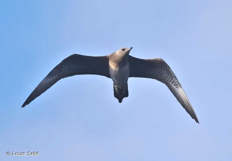 Photo de : Labbe à longue queue - © Louis Sallé