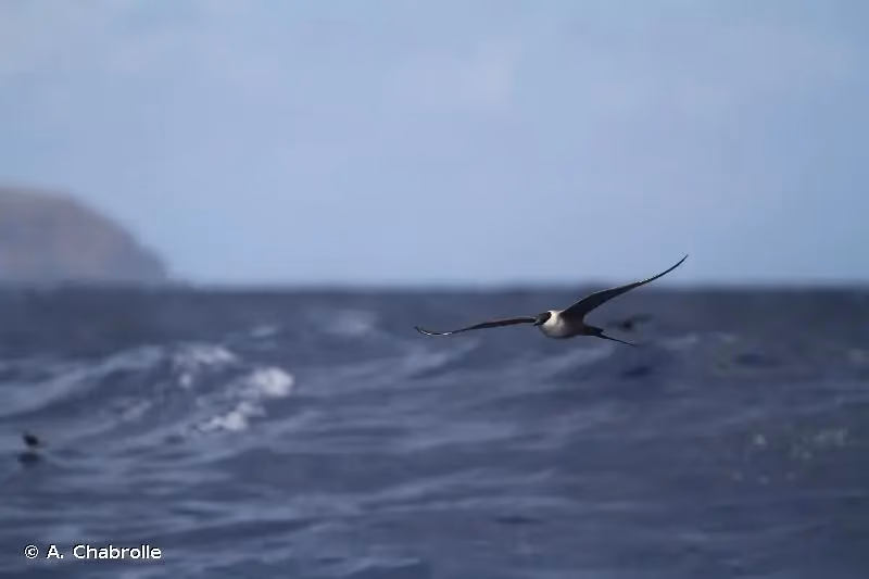 Photo de : Labbe à longue queue - © A. Chabrolle