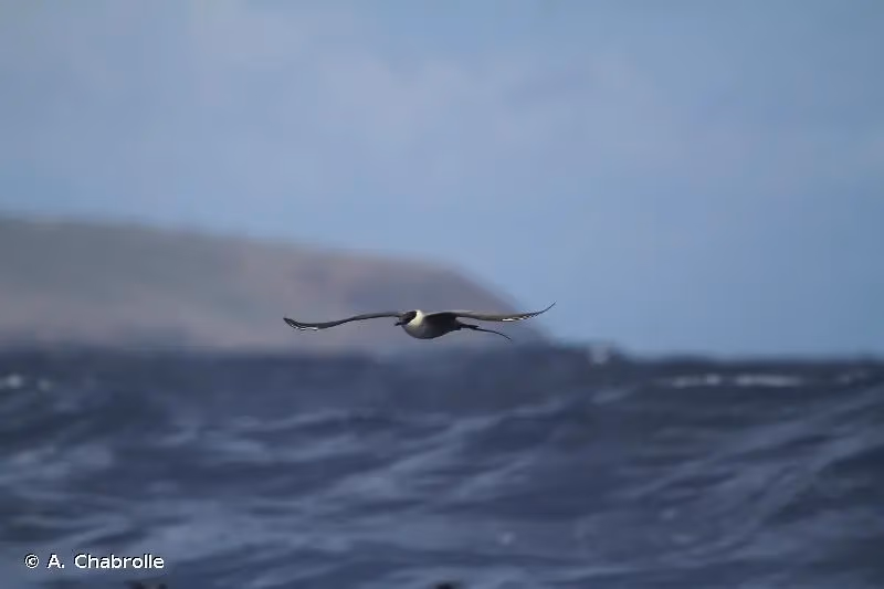 Photo de : Labbe à longue queue - © A. Chabrolle