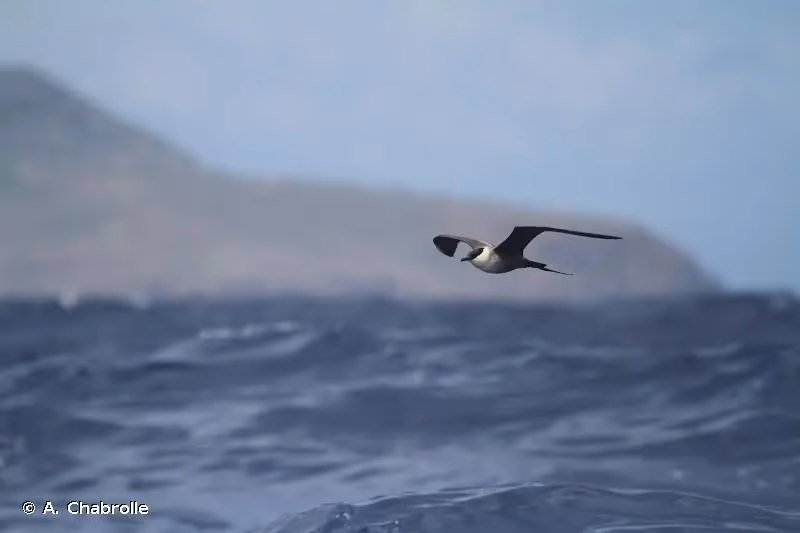 Photo de : Labbe à longue queue - © A. Chabrolle