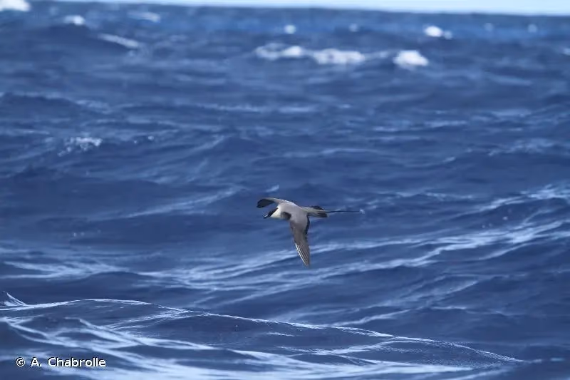 Photo de : Labbe à longue queue - © A. Chabrolle