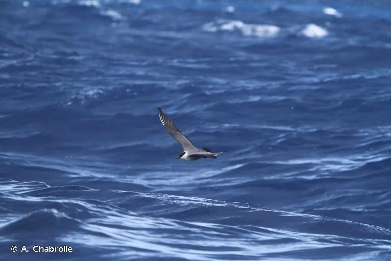 Photo de : Labbe à longue queue - © A. Chabrolle