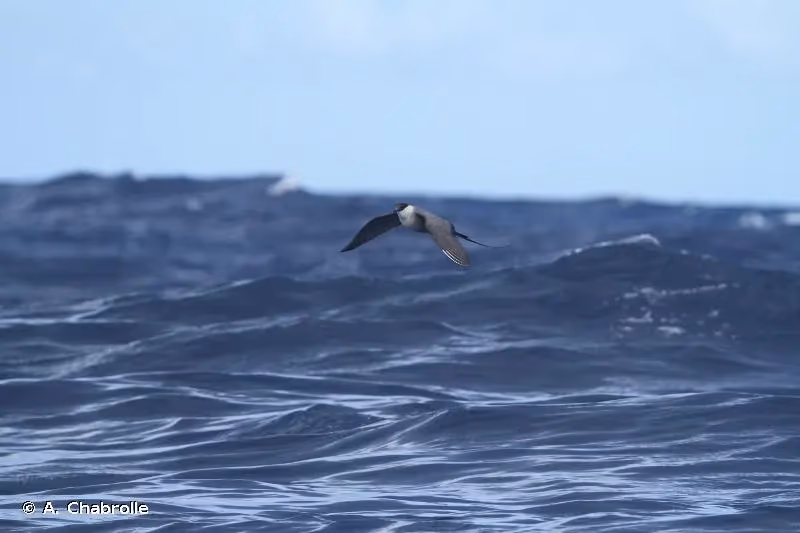 Photo de : Labbe à longue queue - © A. Chabrolle