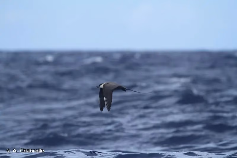 Photo de : Labbe à longue queue - © A. Chabrolle