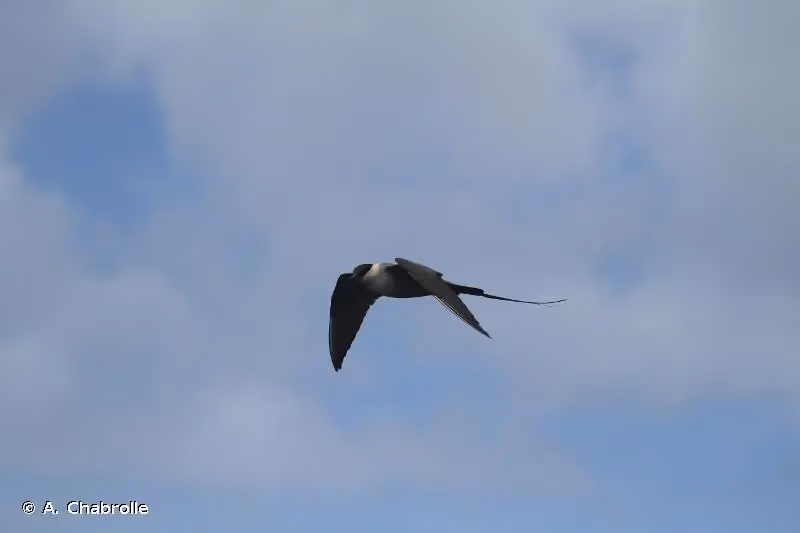 Photo de : Labbe à longue queue - © A. Chabrolle