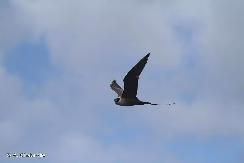 Photo de : Labbe à longue queue - © A. Chabrolle