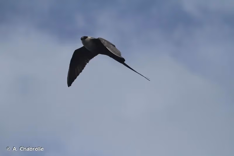 Photo de : Labbe à longue queue - © A. Chabrolle