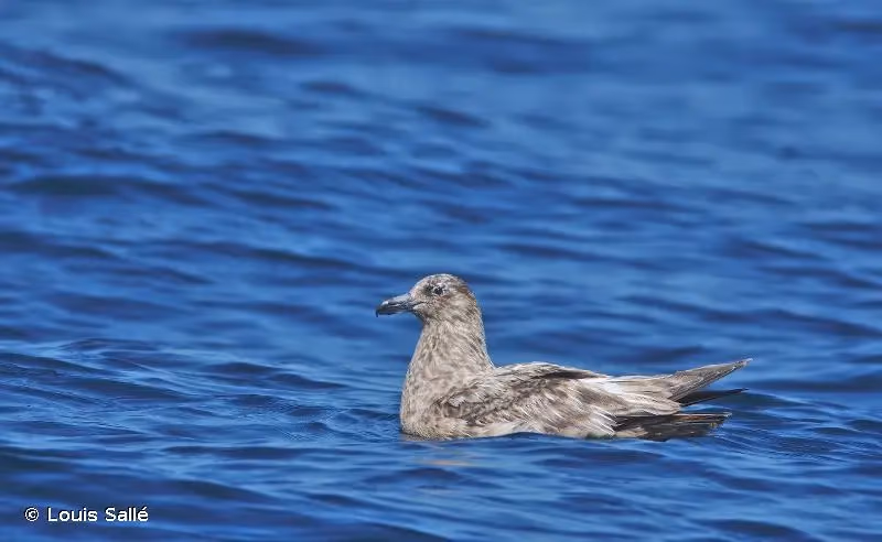 Photo de : Grand Labbe - © Louis Sallé