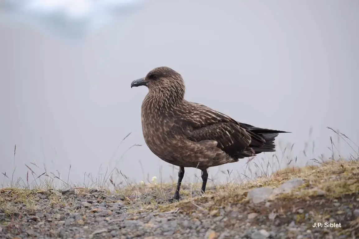 Photo de : Grand Labbe - © J.P. Siblet