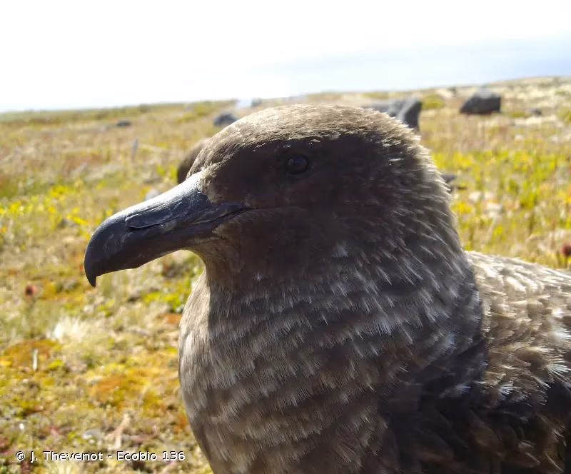Photo de : Grand Labbe - © J. Thevenot - Ecobio 136