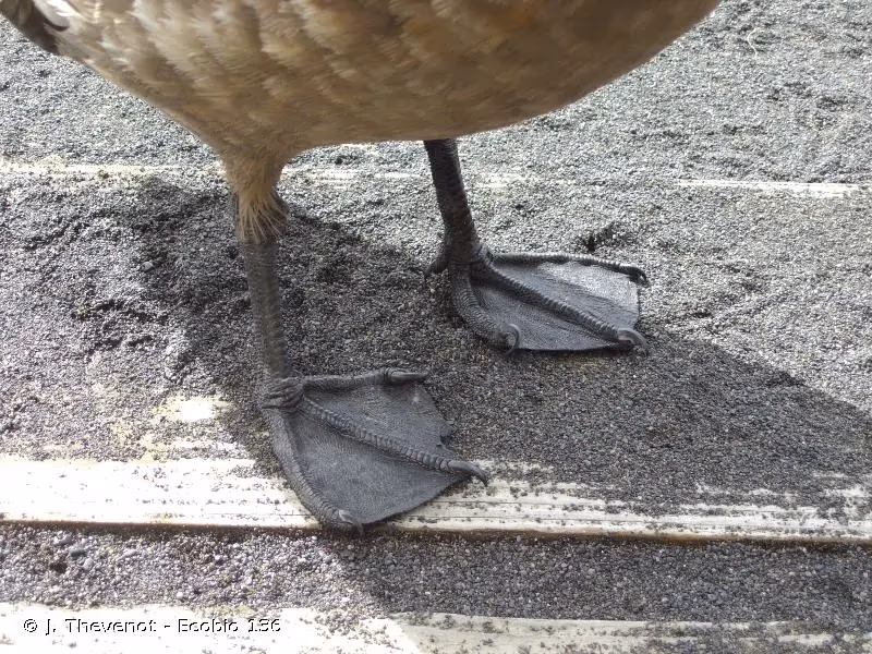 Photo de : Grand Labbe - © J. Thevenot - Ecobio 136
