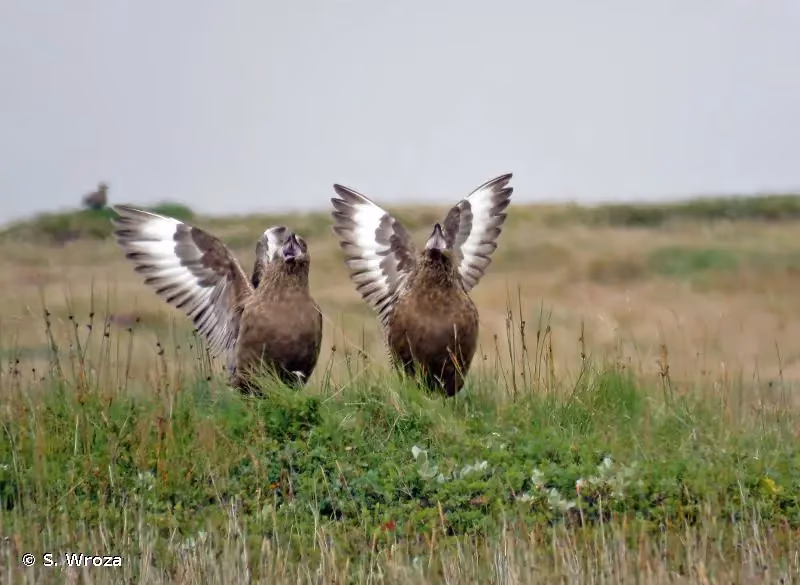 Photo de : Grand Labbe - © S. Wroza