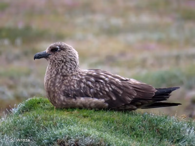 Photo de : Grand Labbe - © S. Wroza