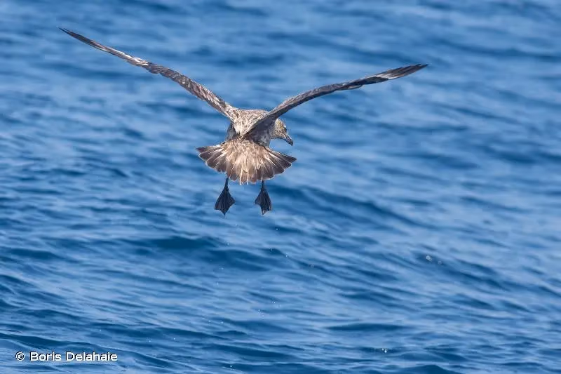 Photo de : Grand Labbe - © Boris Delahaie