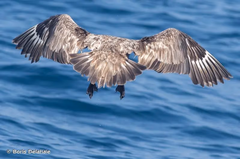 Photo de : Grand Labbe - © Boris Delahaie