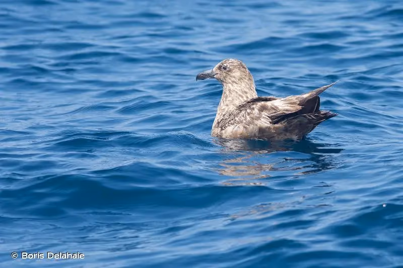 Photo de : Grand Labbe - © Boris Delahaie