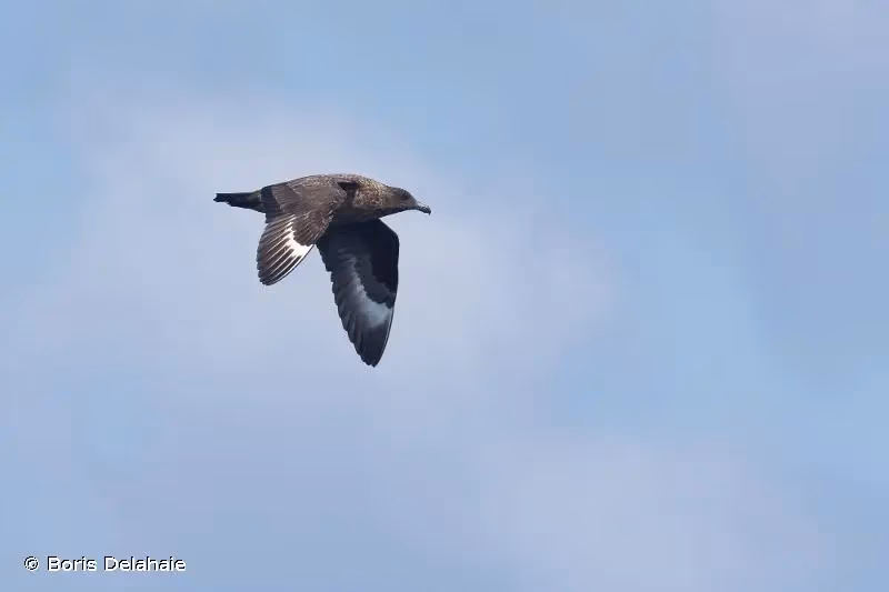Photo de : Grand Labbe - © Boris Delahaie