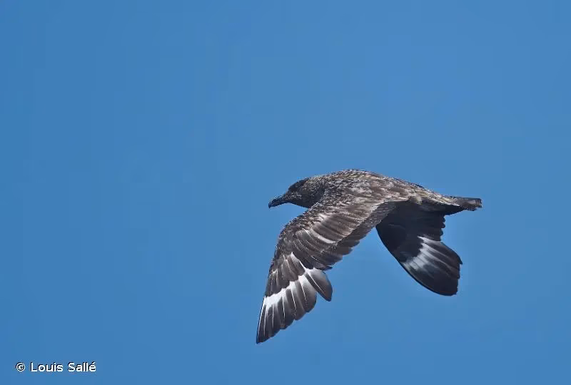 Photo de : Grand Labbe - © Louis Sallé