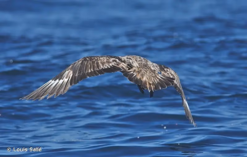 Photo de : Grand Labbe - © Louis Sallé