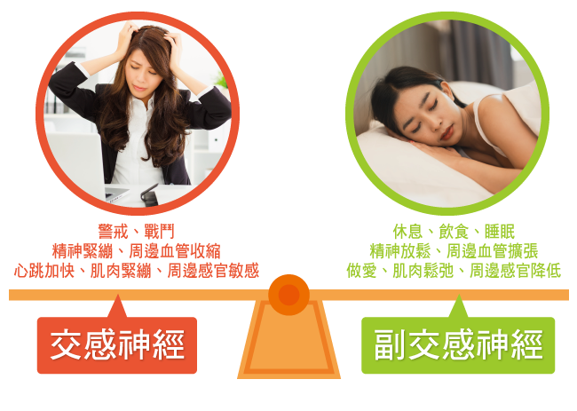 自律神經由交感神經與副交感神經組成