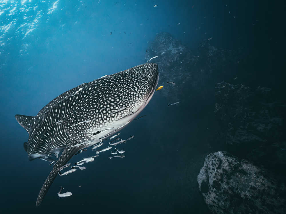 Ocean Exploration Content