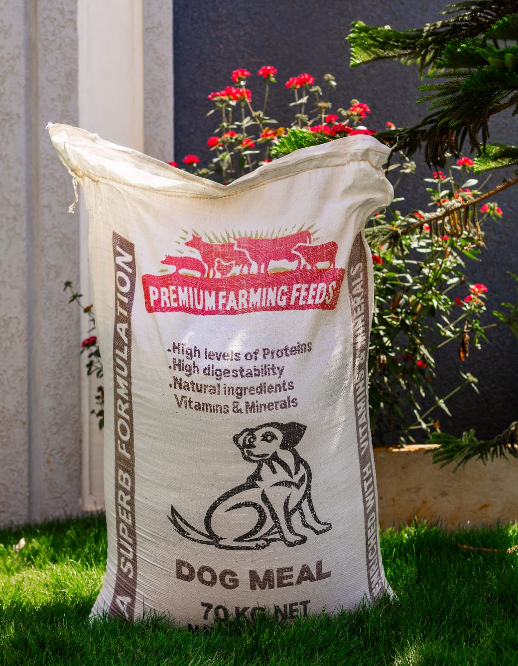 Dog meal