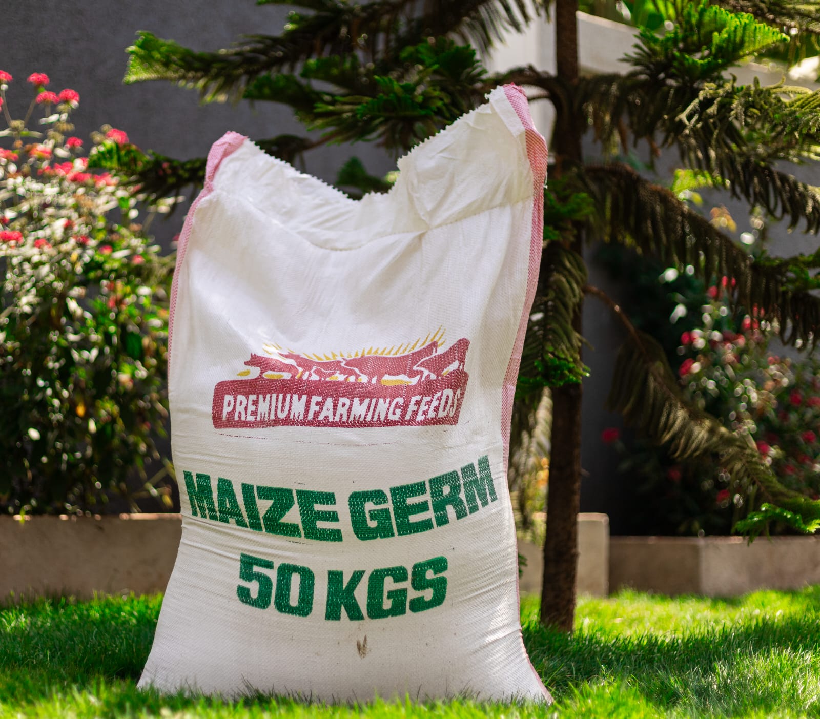 Maizegerm Premium