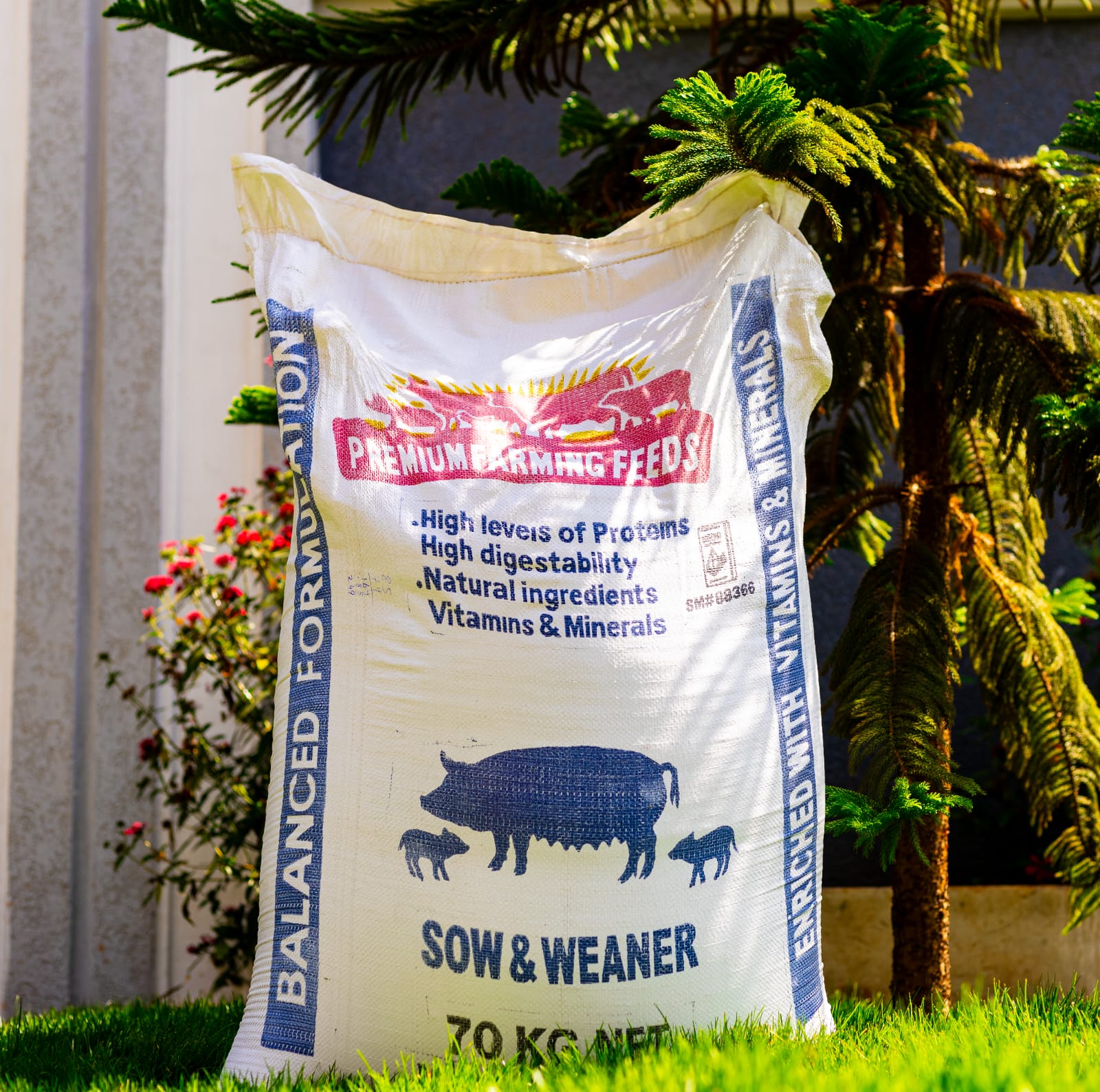 Sow and Weaner