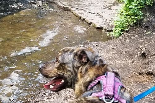 Our dog Maverick at Little Falls