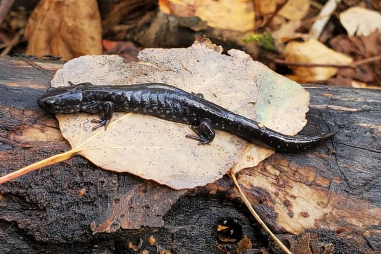 Salamander on Cobble Beach trail