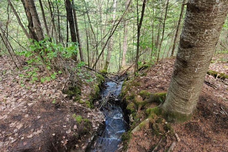 trail to Little Falls