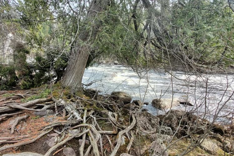 Trail to MacKenzie Falls