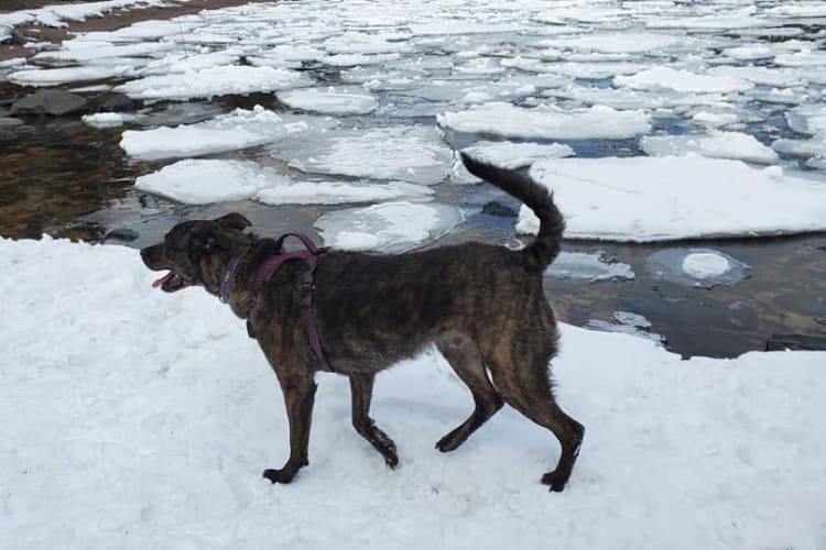 My dog Maverick at Middlebrun Bay