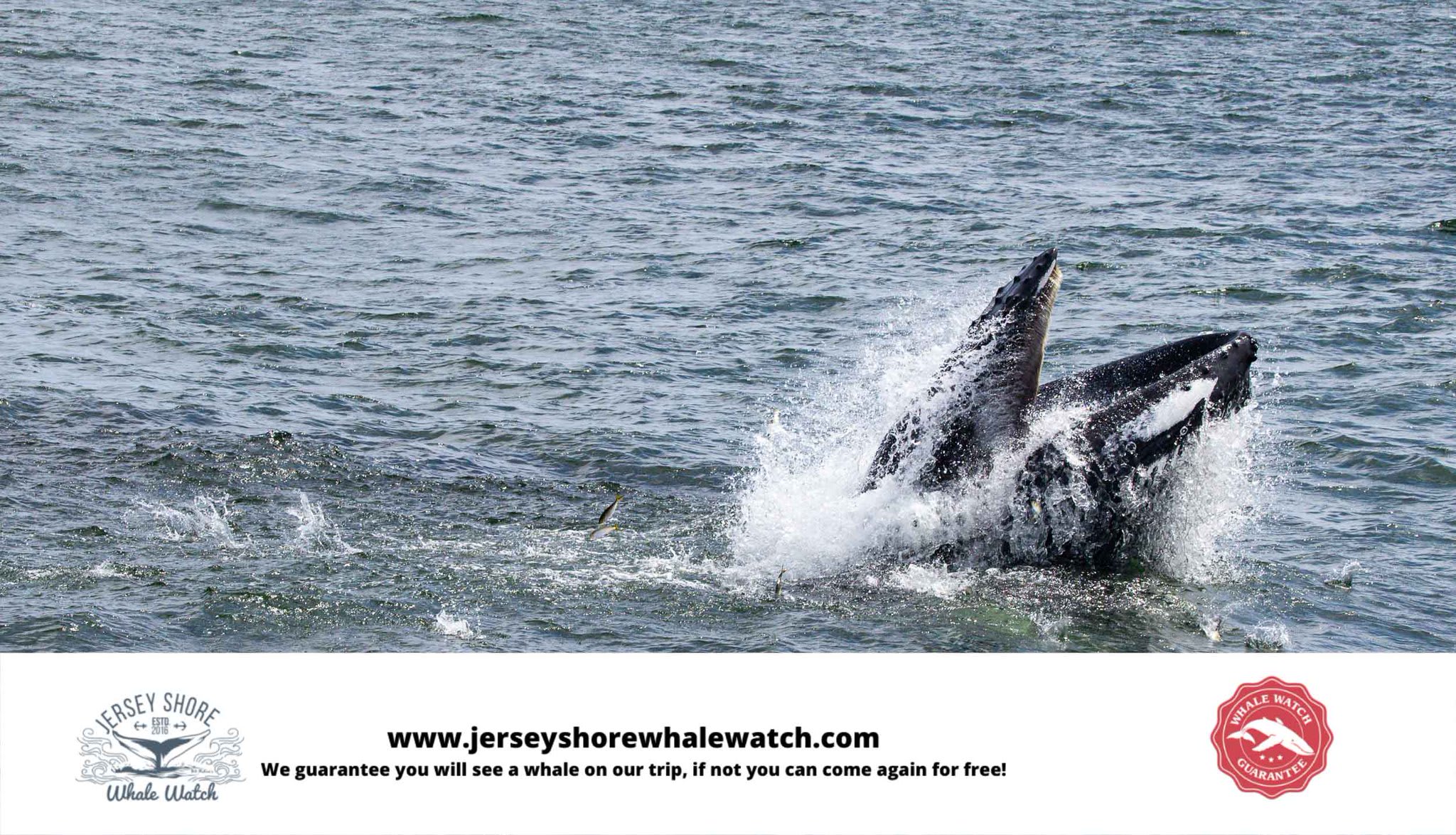 Three Whals 3 whales Friday the streak continues - Bill McKim’s Jersey Shore Whale ...