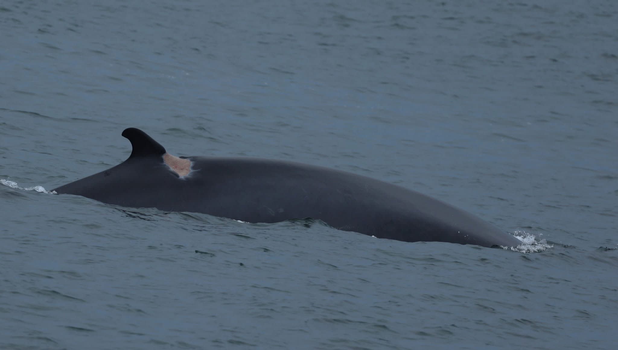 Finback July 2, 2025 – A Big Surprise on the Jersey Shore: Finback Whale ...
