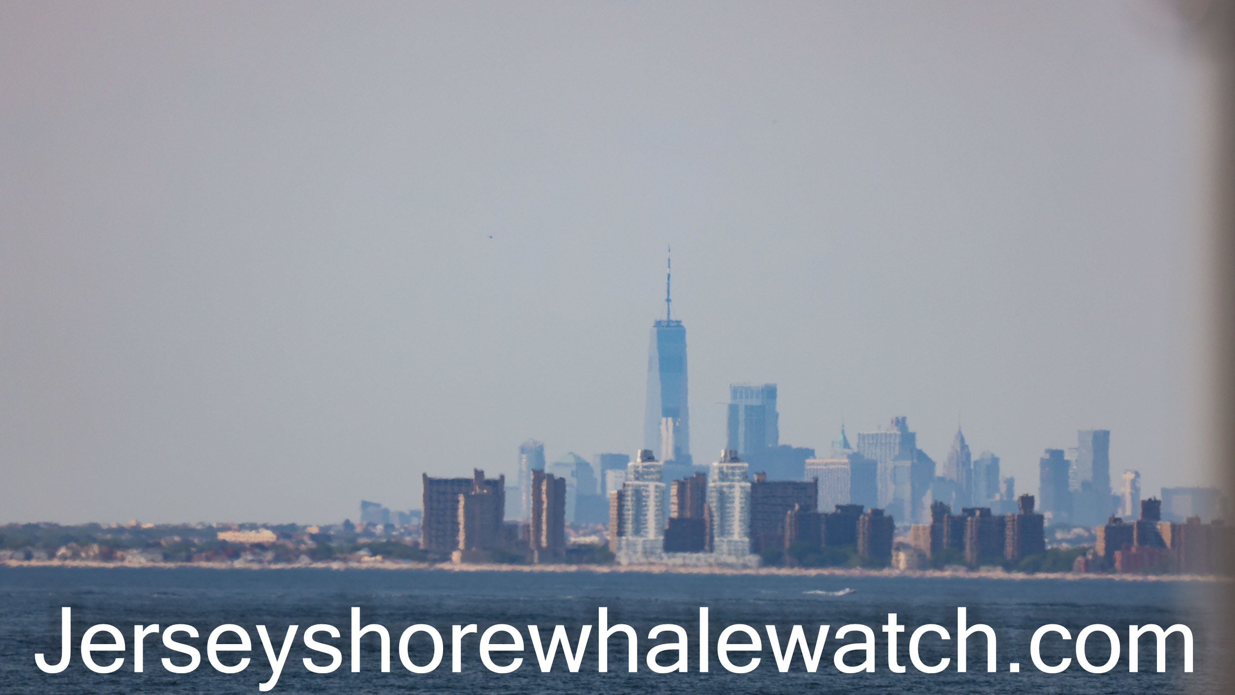 Whale watching tour Keyport New Jersey - Bill McKim’s Jersey Shore ...